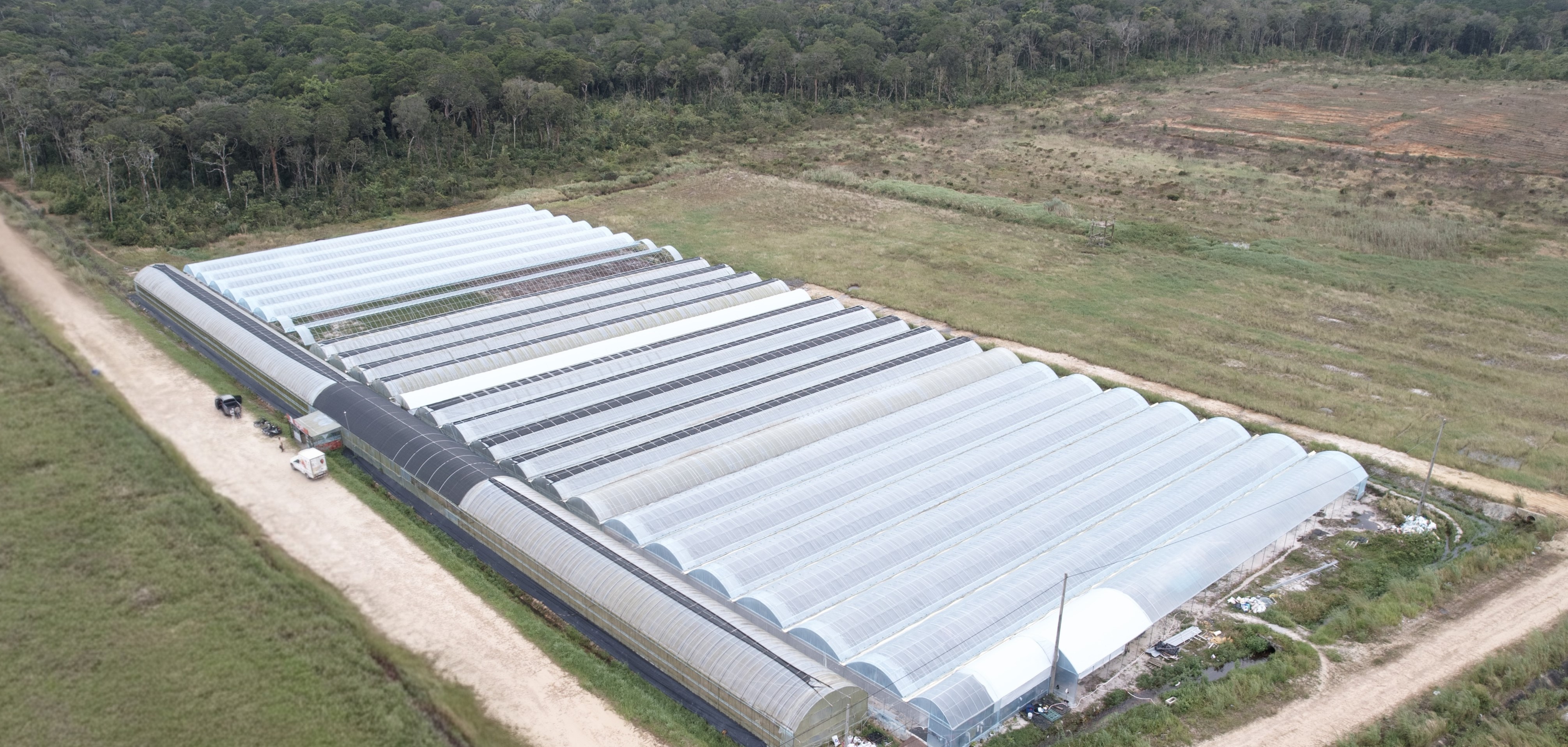 Bokor Strawberry Farm